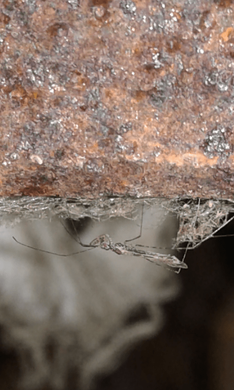 Reduviidae : Empicoris sp.?  S